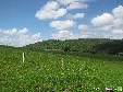 Olchowiec - Beskid Niski