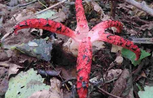 Okratek australijski Clathrus archeri (Berk.) Dring Okratek australijski Clathrus archeri (Berk.) Dring